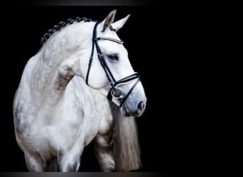 Belgian Warmblood, Stallion, 12 years, 16,1 hh, Grey