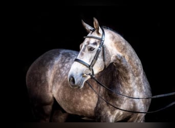 Belgian Warmblood, Stallion, 12 years, 16,1 hh, Grey