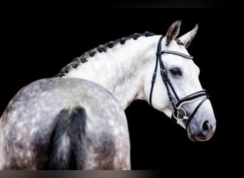 Belgian Warmblood, Stallion, 12 years, 16,1 hh, Grey