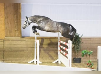 Belgian Warmblood, Stallion, 12 years, 16,1 hh, Grey