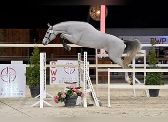 Belgian Warmblood, Stallion, 7 years, 16,2 hh, Grey