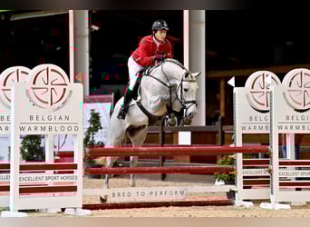 Belgian Warmblood, Stallion, 7 years, 16,2 hh, Grey
