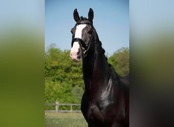 Belgian Warmblood, Stallion, 22 years, 16,3 hh, Smoky-Black