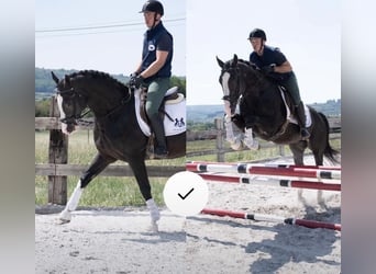 Belgian Warmblood, Stallion, 22 years, 16,3 hh, Smoky-Black