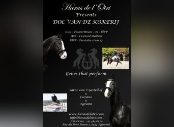 Belgian Warmblood, Stallion, 22 years, 16,3 hh, Smoky-Black