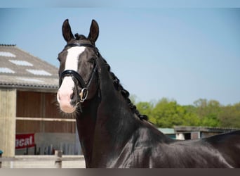 Belgian Warmblood, Stallion, 22 years, 16,3 hh, Smoky-Black