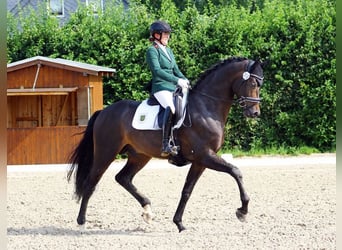 Belgian Warmblood, Stallion, 8 years, 16,3 hh, Smoky-Black