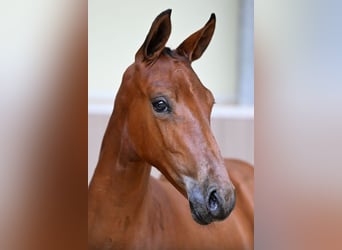 Belgian Warmblood, Unknown, Foal (01/2026)