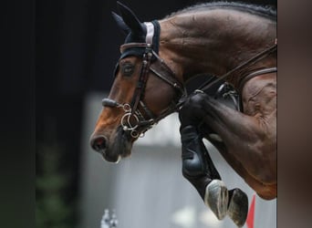 Belgian Warmblood, Unknown, Foal (01/2026)