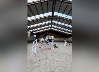 Belgijski koń gorącokrwisty, Klacz, 10 lat, 164 cm, Biała