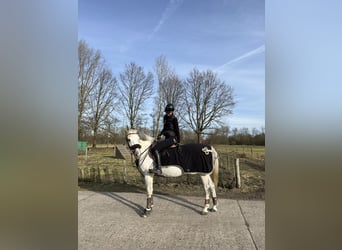 Belgijski koń gorącokrwisty, Klacz, 10 lat, 164 cm, Biała