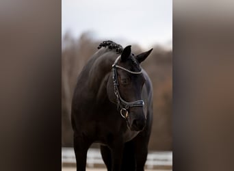 Belgijski koń gorącokrwisty, Klacz, 10 lat, 165 cm, Kara