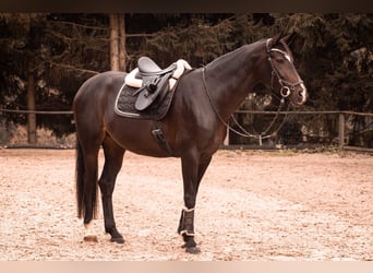 Belgijski koń gorącokrwisty, Klacz, 10 lat, 166 cm, Skarogniada