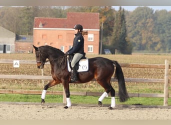 Belgijski koń gorącokrwisty, Klacz, 10 lat, 167 cm, Gniada