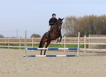 Belgijski koń gorącokrwisty, Klacz, 10 lat, 167 cm, Gniada