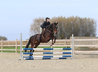 Belgijski koń gorącokrwisty, Klacz, 10 lat, 167 cm, Gniada