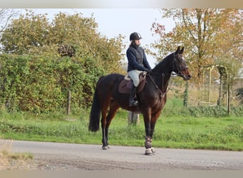 Belgijski koń gorącokrwisty, Klacz, 10 lat, 167 cm, Gniada