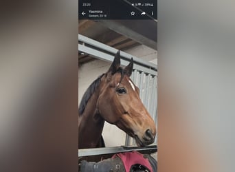 Belgijski koń gorącokrwisty, Klacz, 10 lat, 167 cm, Gniada