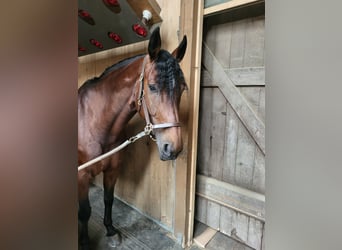 Belgijski koń gorącokrwisty, Klacz, 10 lat, 167 cm, Gniada