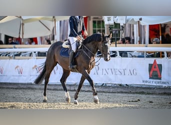 Belgijski koń gorącokrwisty, Klacz, 10 lat, 170 cm, Ciemnogniada