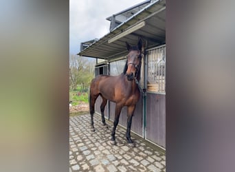 Belgijski koń gorącokrwisty, Klacz, 10 lat, 172 cm, Ciemnogniada
