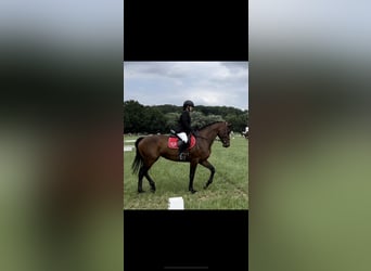 Belgijski koń gorącokrwisty, Klacz, 10 lat, 172 cm, Ciemnogniada