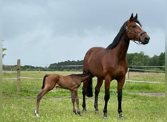 Belgijski koń gorącokrwisty, Klacz, 10 lat, 174 cm, Gniada