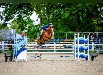 Belgijski koń gorącokrwisty, Klacz, 11 lat, 164 cm, Kasztanowata