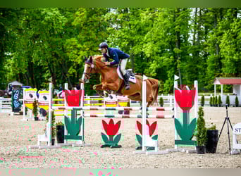 Belgijski koń gorącokrwisty, Klacz, 11 lat, 164 cm, Kasztanowata