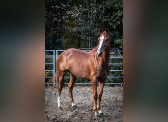 Belgijski koń gorącokrwisty, Klacz, 11 lat, 165 cm, Kasztanowata