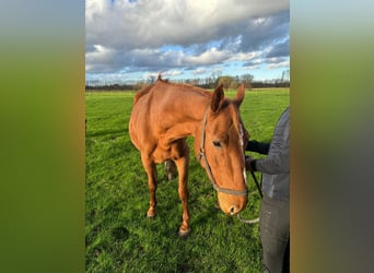 Belgijski koń gorącokrwisty, Klacz, 11 lat, 168 cm, Kasztanowata