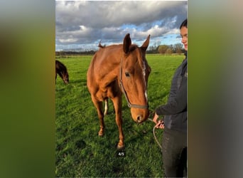 Belgijski koń gorącokrwisty, Klacz, 11 lat, 168 cm, Kasztanowata