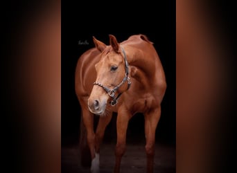 Belgijski koń gorącokrwisty, Klacz, 11 lat, 168 cm, Kasztanowata