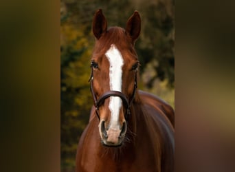 Belgijski koń gorącokrwisty, Klacz, 11 lat, 168 cm, Kasztanowata