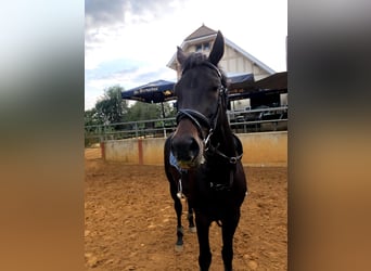 Belgijski koń gorącokrwisty, Klacz, 11 lat, 169 cm, Kara