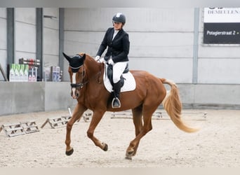 Belgijski koń gorącokrwisty, Klacz, 11 lat, 170 cm, Kasztanowata