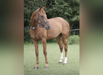 Belgijski koń gorącokrwisty, Klacz, 11 lat, 173 cm, Kasztanowata