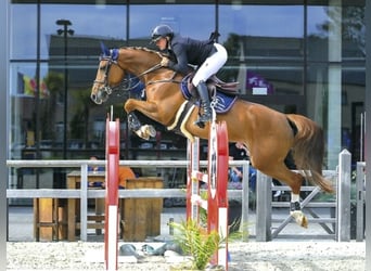 Belgijski koń gorącokrwisty, Klacz, 12 lat, 162 cm, Ciemnokasztanowata