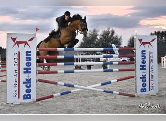 Belgijski koń gorącokrwisty, Klacz, 12 lat, 165 cm, Gniada