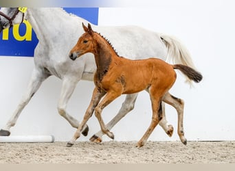Belgijski koń gorącokrwisty, Klacz, 12 lat, 165 cm, Siwa