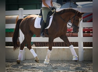 Belgijski koń gorącokrwisty, Klacz, 12 lat, 168 cm, Ciemnokasztanowata