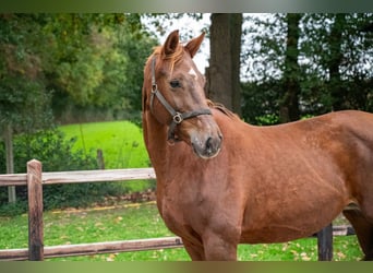 Belgijski koń gorącokrwisty, Klacz, 12 lat, 173 cm, Kasztanowata