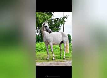 Belgijski koń gorącokrwisty, Klacz, 13 lat, 160 cm, Siwa