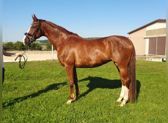 Belgijski koń gorącokrwisty, Klacz, 13 lat, 166 cm, Kasztanowata