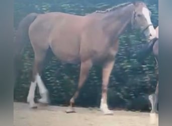Belgijski koń gorącokrwisty, Klacz, 13 lat, 169 cm, Kasztanowata