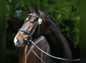 Belgijski koń gorącokrwisty, Klacz, 13 lat, 170 cm, Gniada