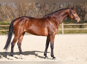Belgijski koń gorącokrwisty, Klacz, 13 lat, 172 cm, Kasztanowata