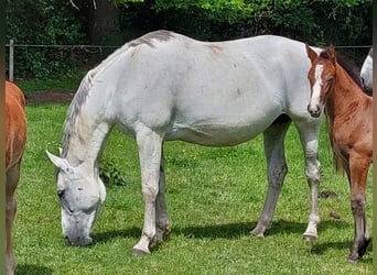 Belgijski koń gorącokrwisty, Klacz, 13 lat, 172 cm, Siwa
