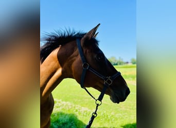 Belgijski koń gorącokrwisty, Klacz, 14 lat, 160 cm, Ciemnogniada