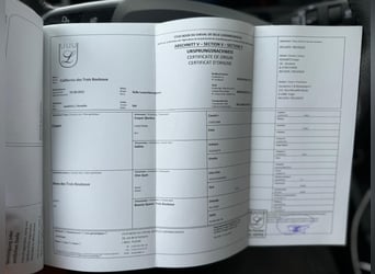 Belgijski koń gorącokrwisty, Klacz, 14 lat, 160 cm, Ciemnogniada